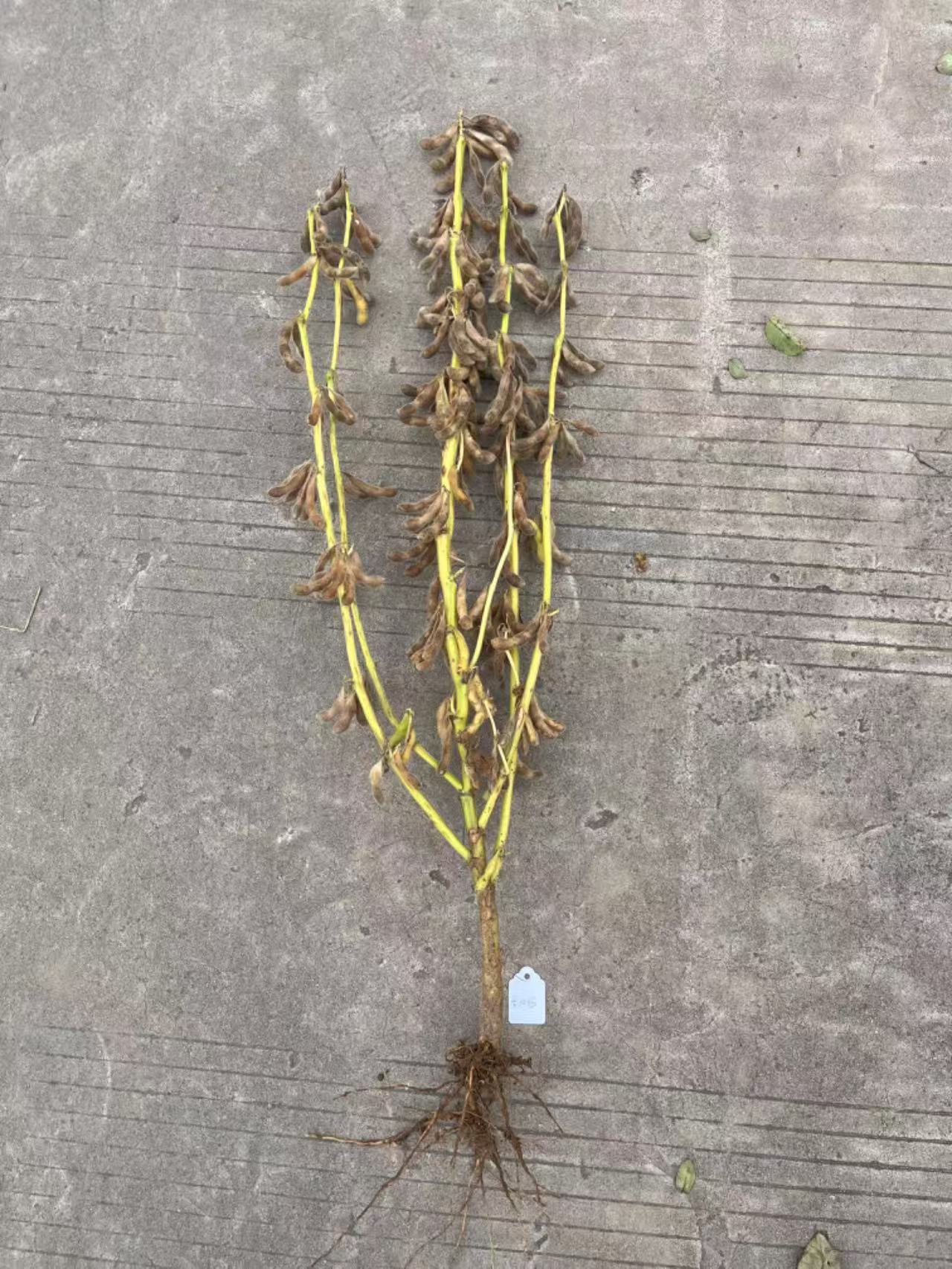 微信图片_20251009094946.jpg 微信图片_20251009094946.jpg