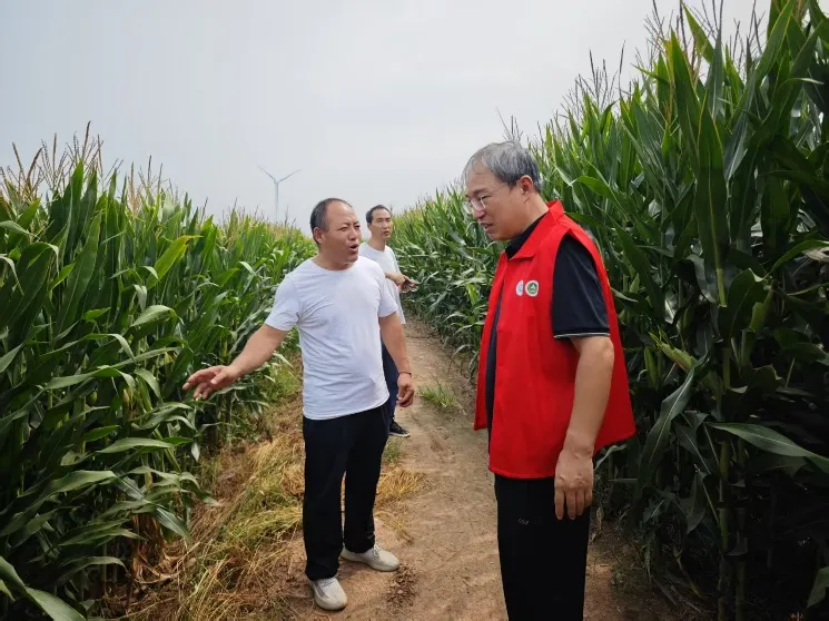 护航秋收：河南科技特派员为玉米“把脉开方”